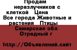 Продам 2 неразлучников с клеткой › Цена ­ 2 500 - Все города Животные и растения » Птицы   . Самарская обл.,Отрадный г.
